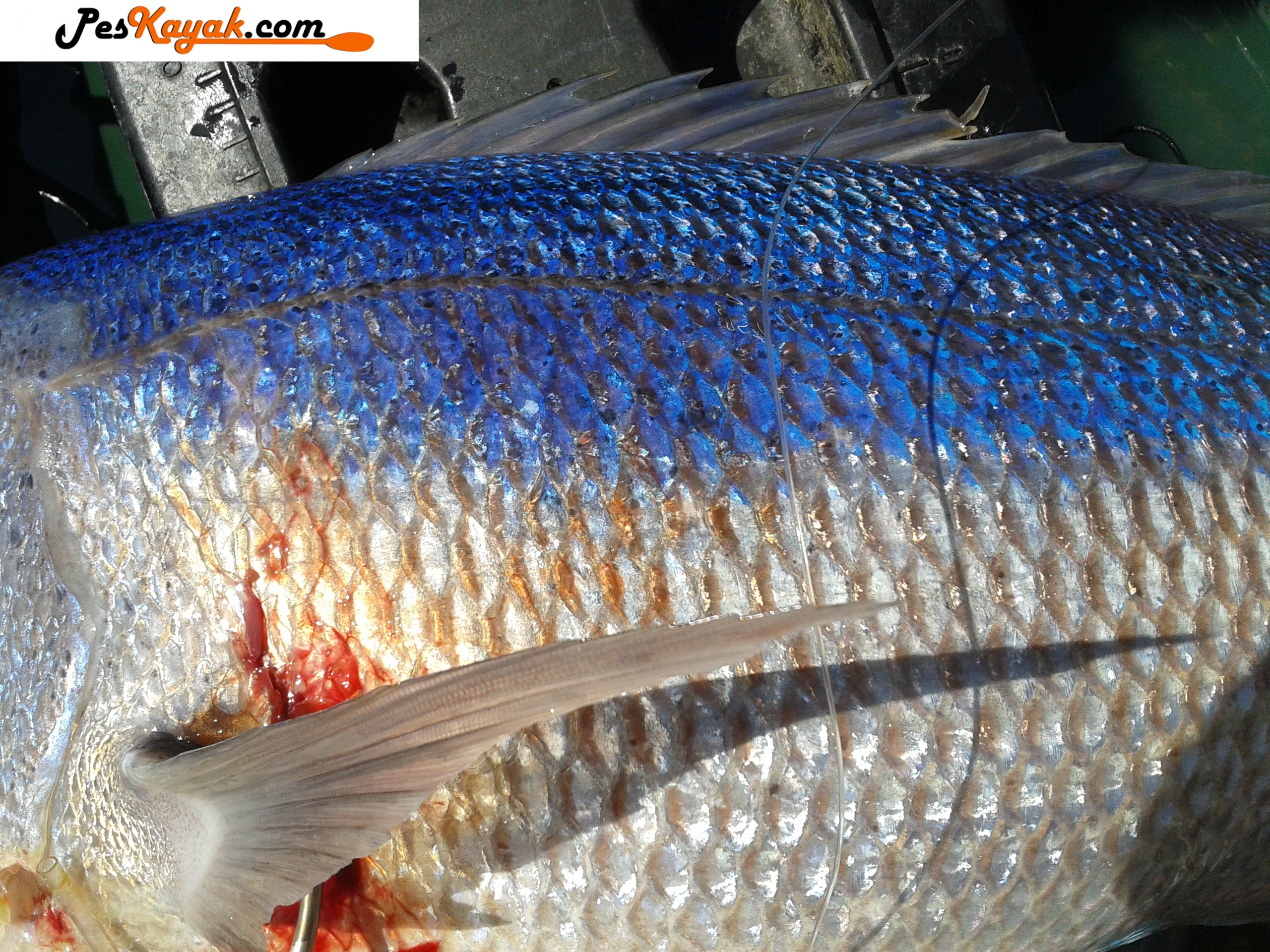 pesca en kayak